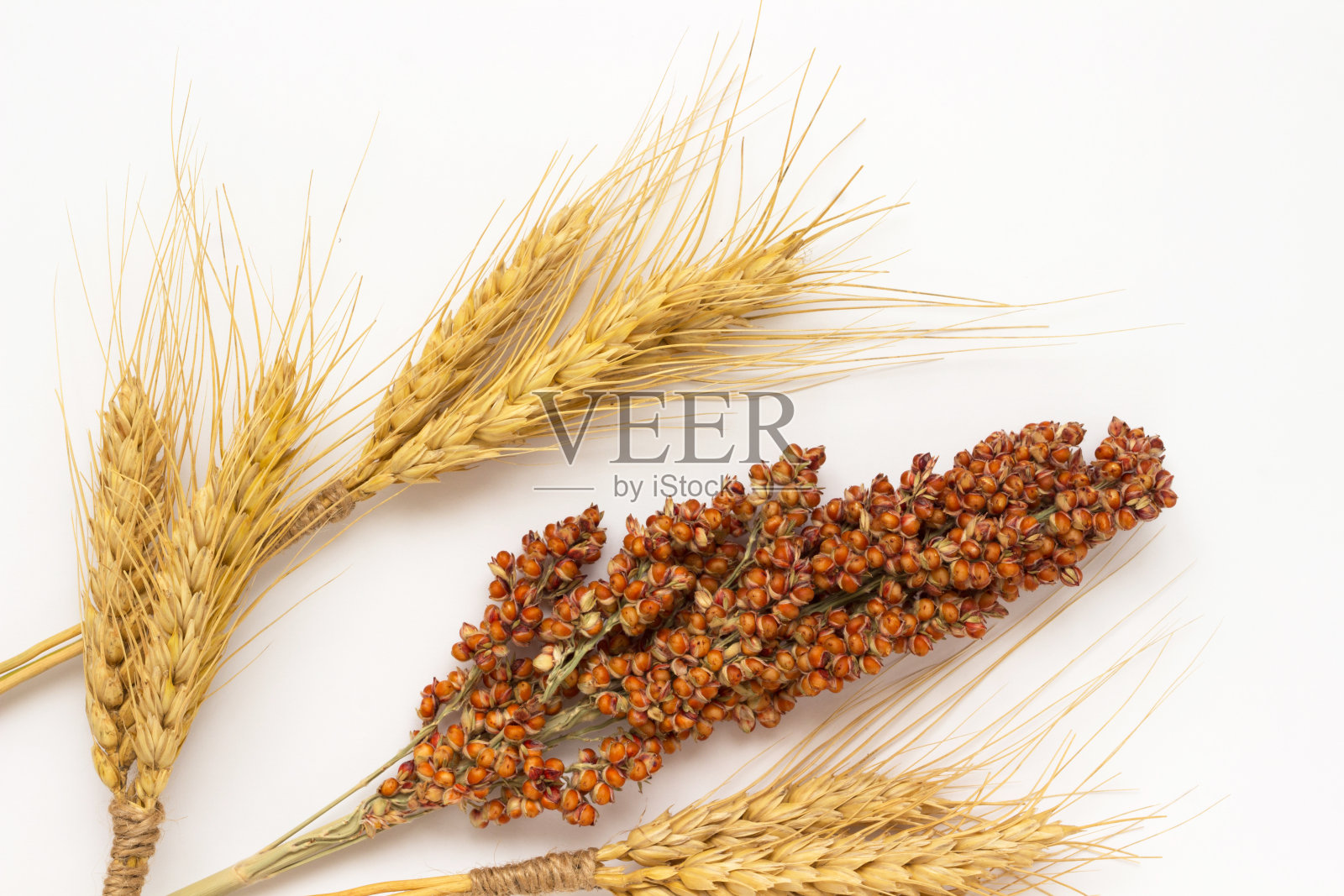 黄小麦的小穗和红高粱的小枝照片摄影图片