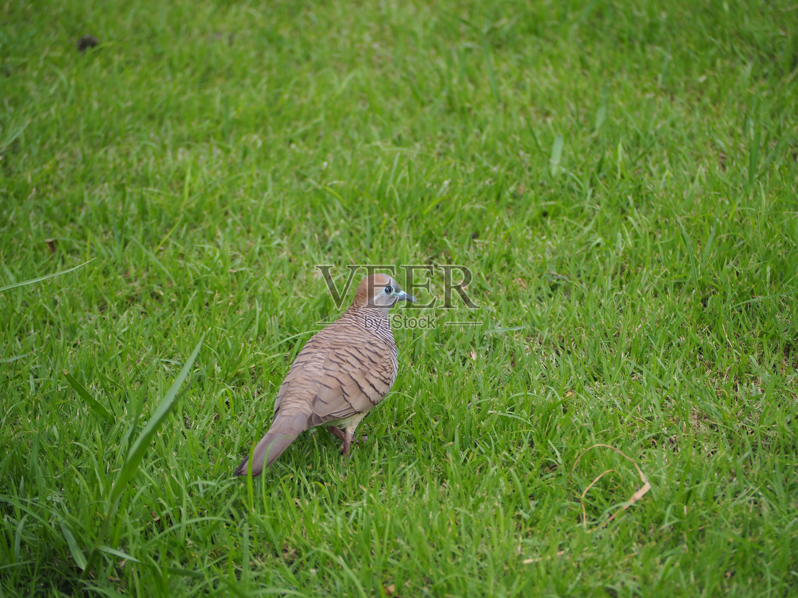 斑鸠走在绿草地上。照片摄影图片