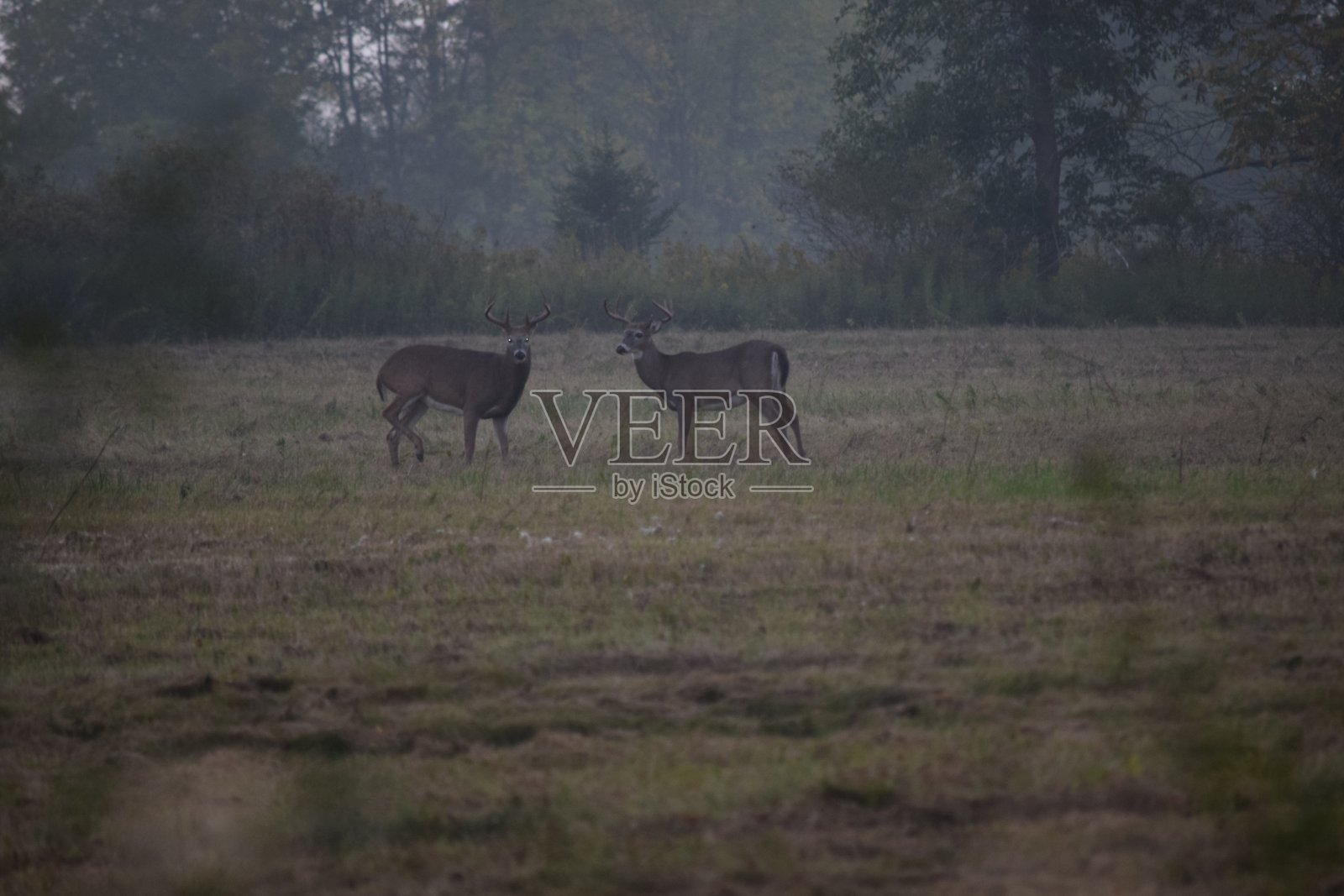 鹿在田野里。照片摄影图片