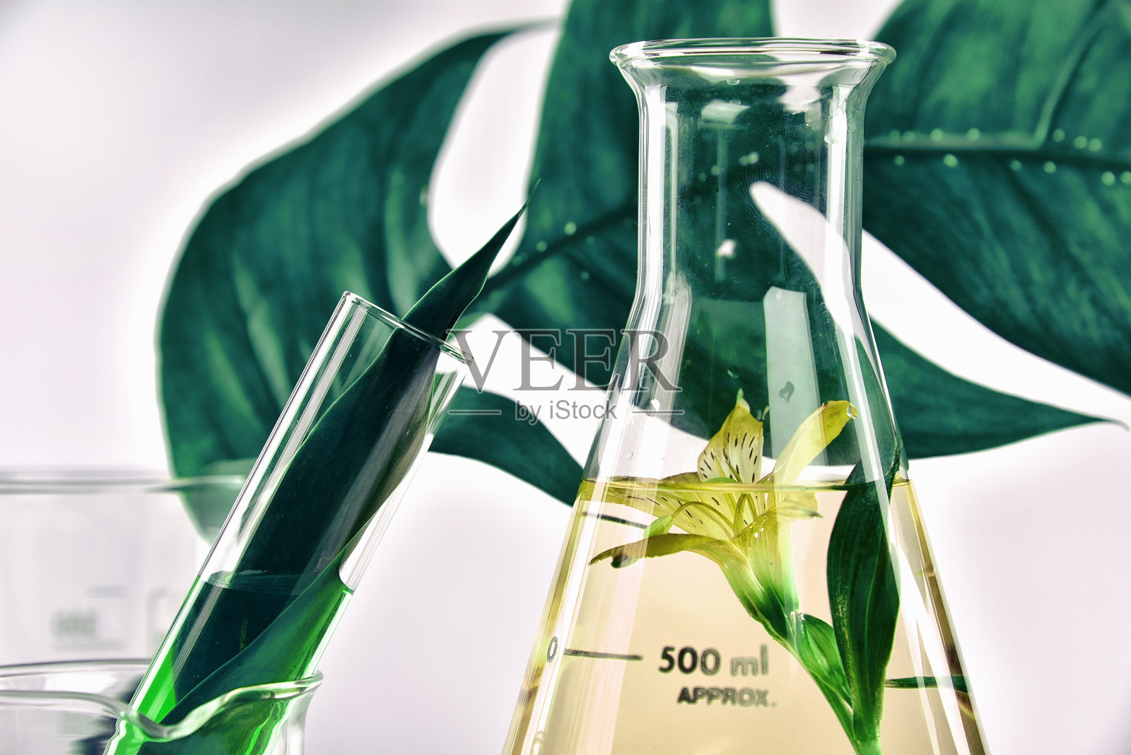 天然有机提取和绿色草本植物叶片，花香气精华溶液实验室。照片摄影图片