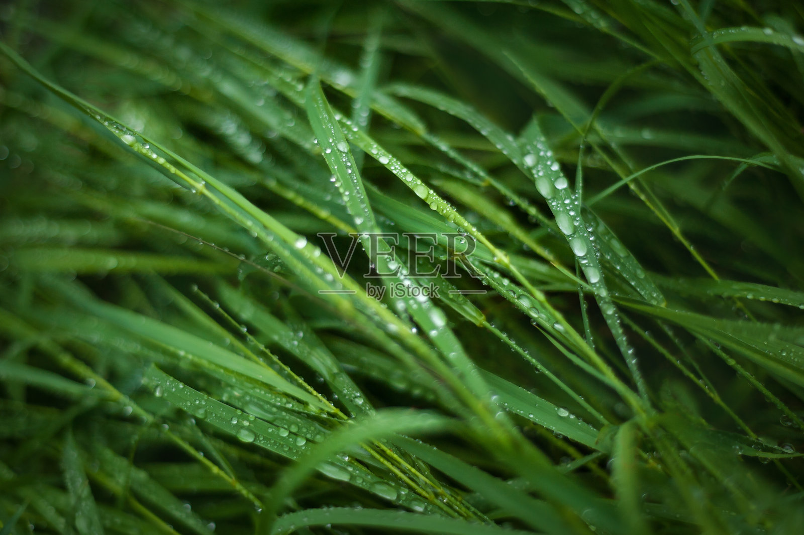 新鲜的绿草带着露珠靠近。雨后水滴在新鲜的草地上。照片摄影图片