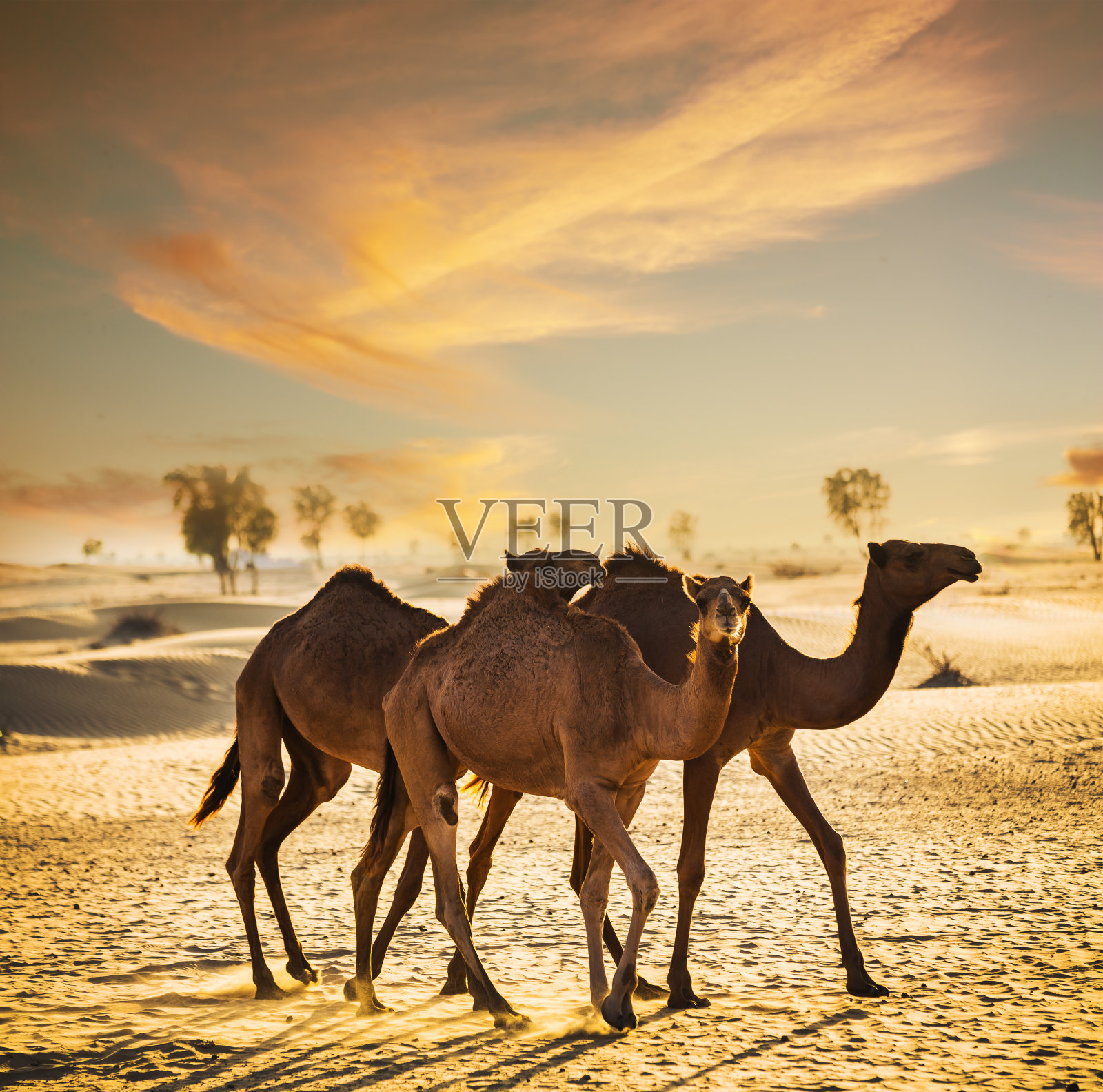 沙漠景观与骆驼照片摄影图片