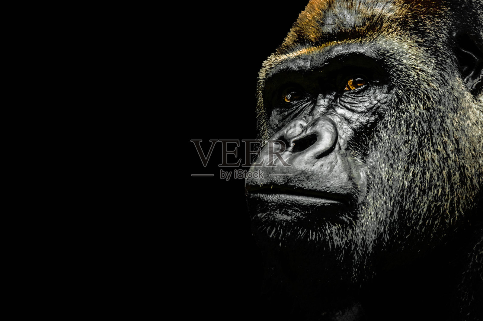 大猩猩的肖像照片摄影图片