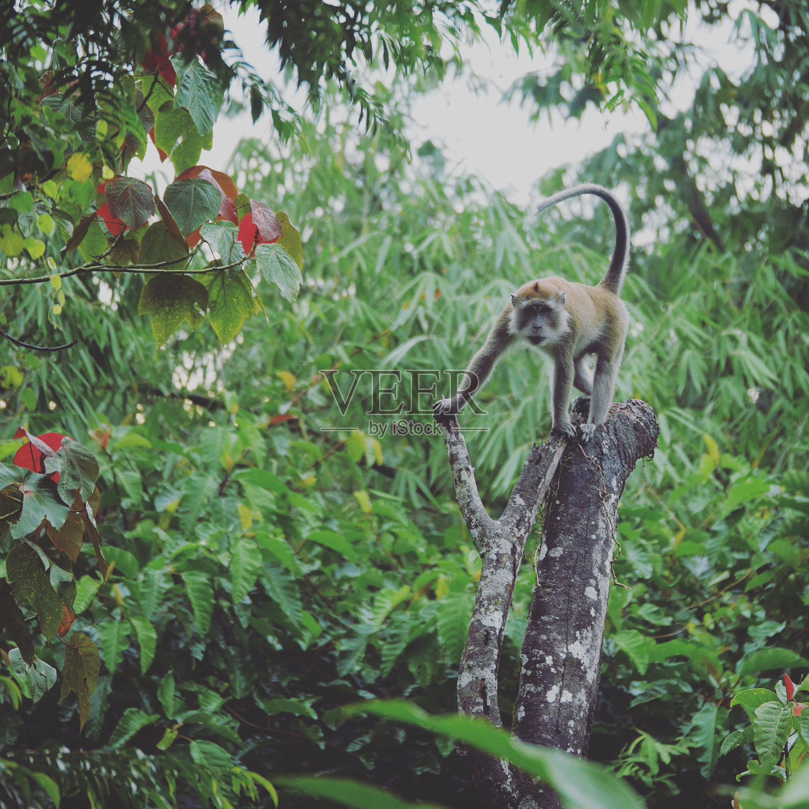 清晨，槟城山野猴检票游客照片摄影图片
