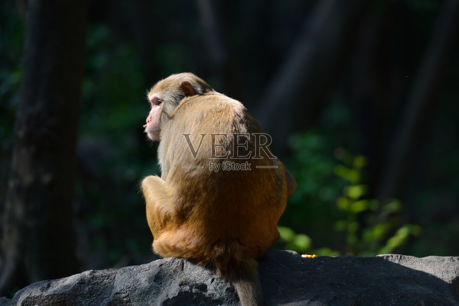 猴子坐在岩石上照片摄影图片