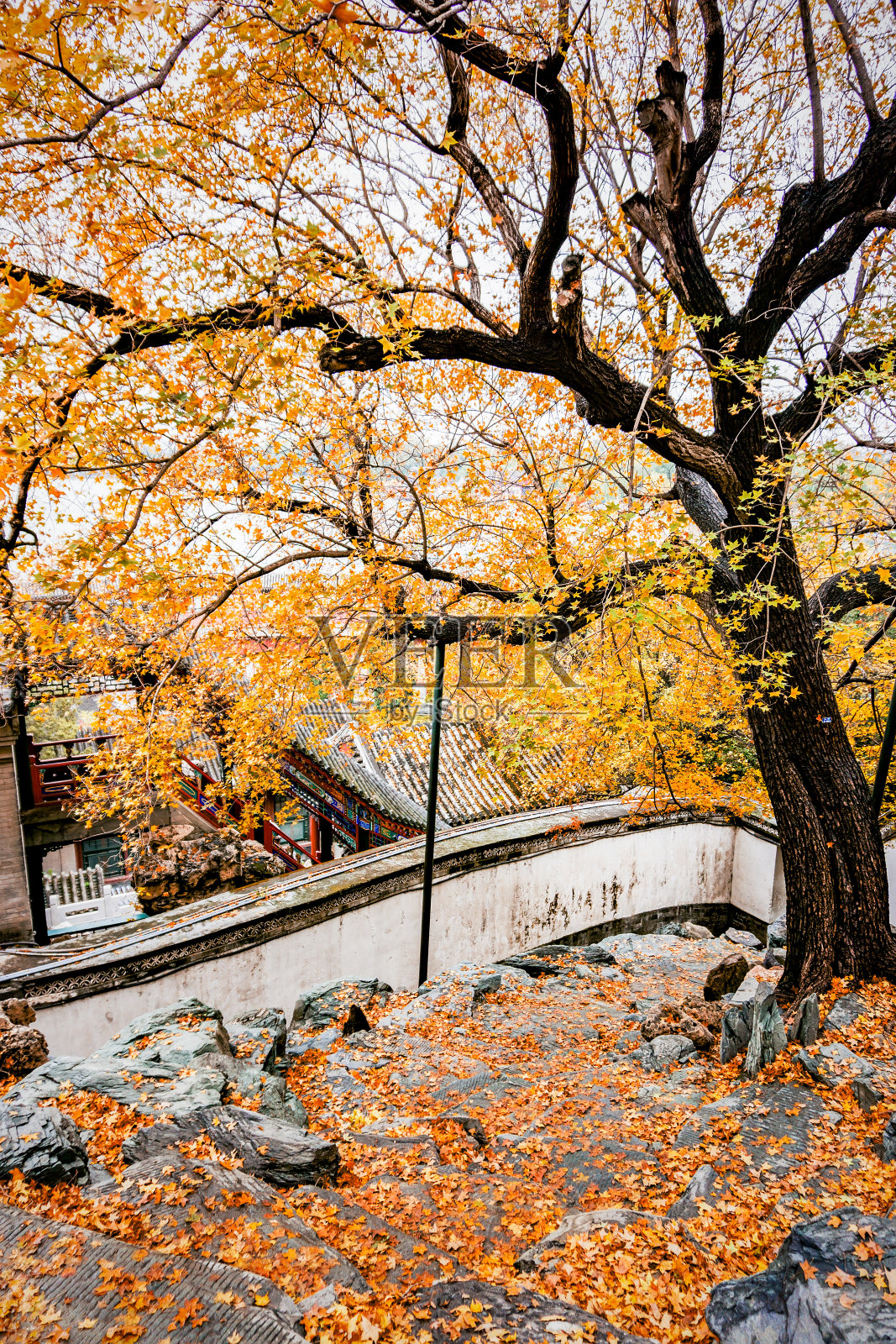 北京的秋天照片摄影图片