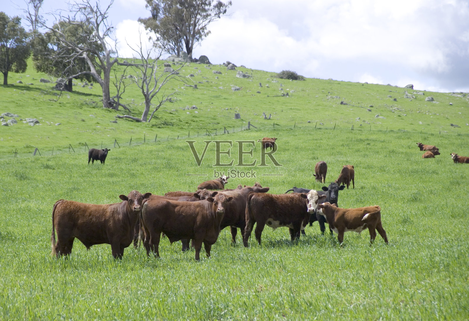 红牛在围场里，牛在早春吃草。照片摄影图片