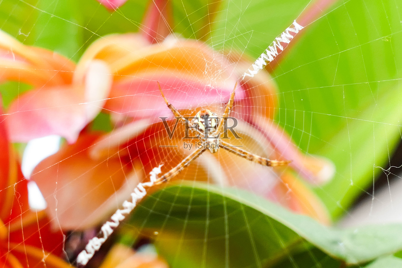 蜘蛛栖息在树上，并在树上形成纤维。照片摄影图片