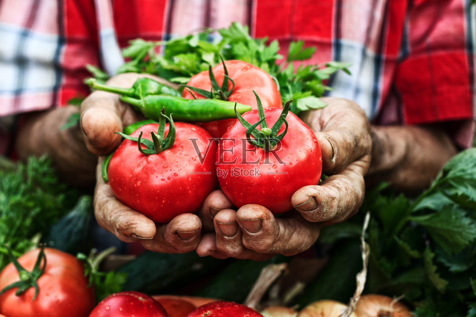 手拿着番茄收获-近距离照片摄影图片