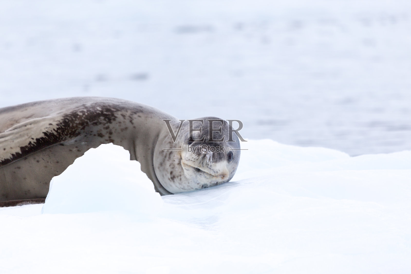 南极半岛上的海豹照片摄影图片