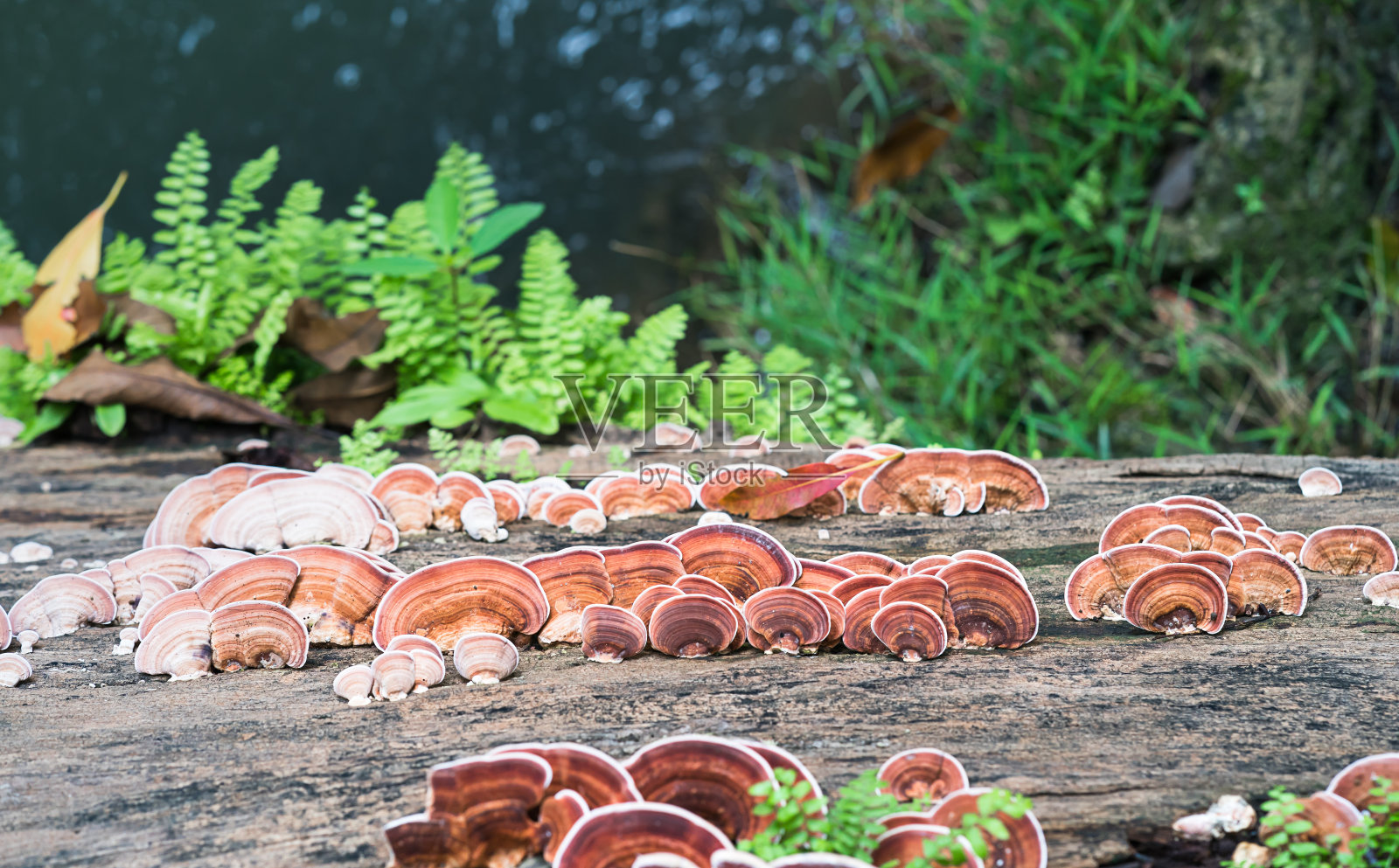 蘑菇在木材上的特写镜头照片摄影图片