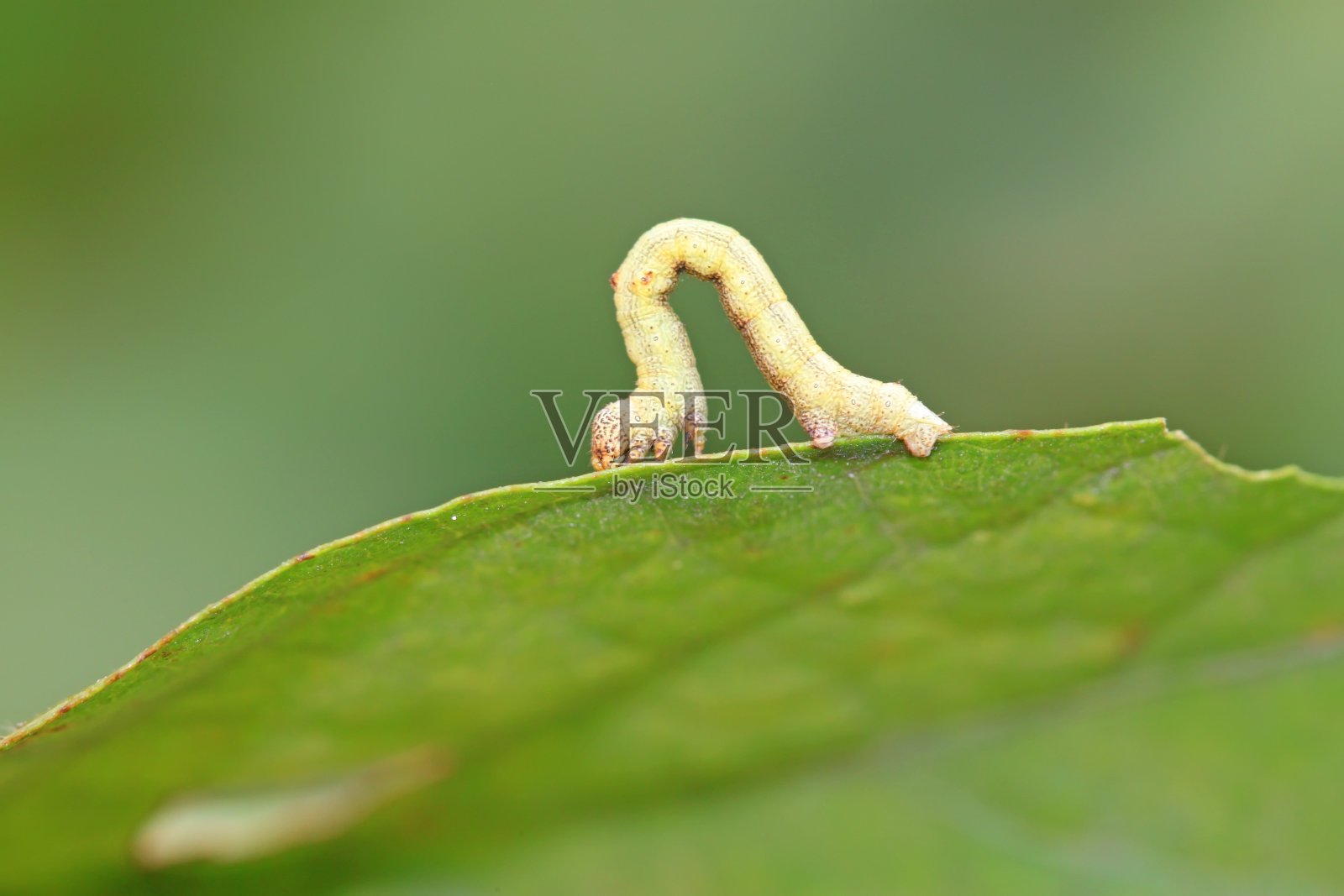一种叫几何虫的昆虫，特写照片照片摄影图片