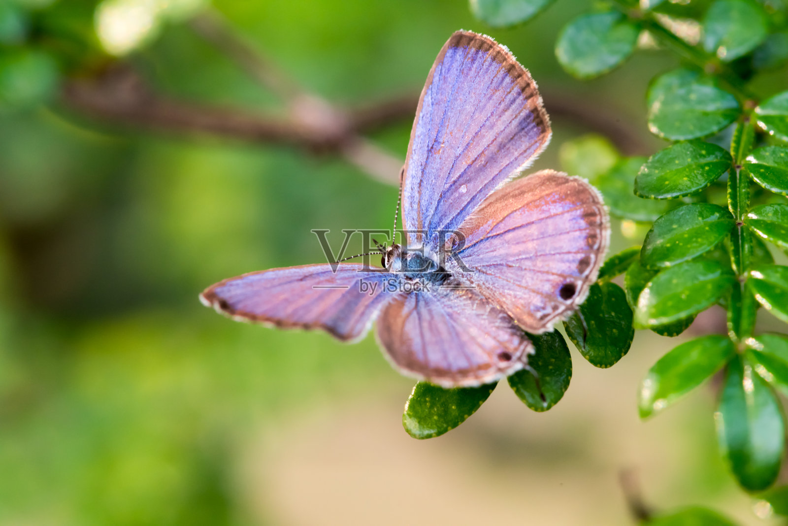 蓝色的蝴蝶在树叶上，背景是模糊的绿色照片摄影图片