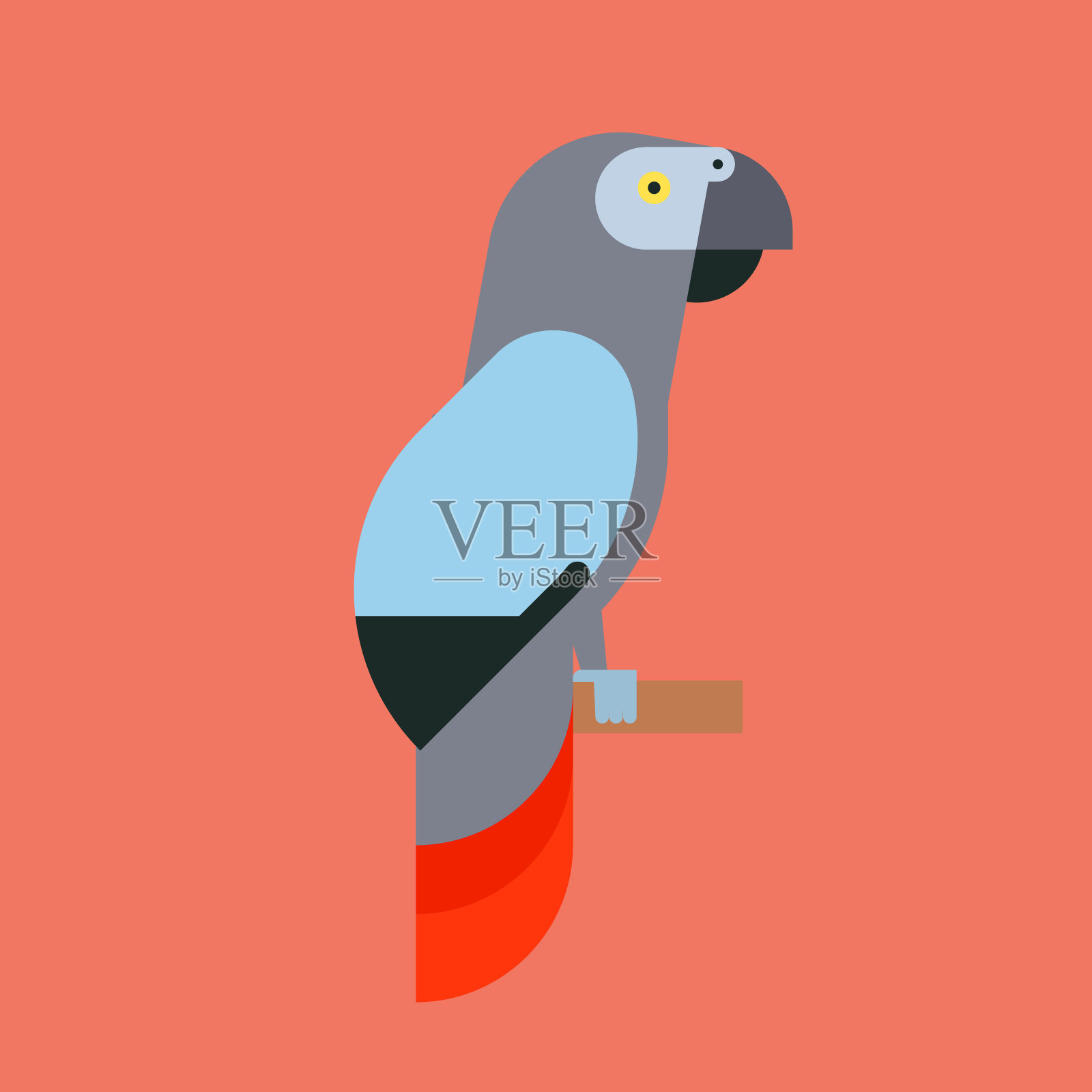 鹦鹉鸟类品种动物自然热带长尾小鹦鹉教育彩色宠物载体插图插画图片素材