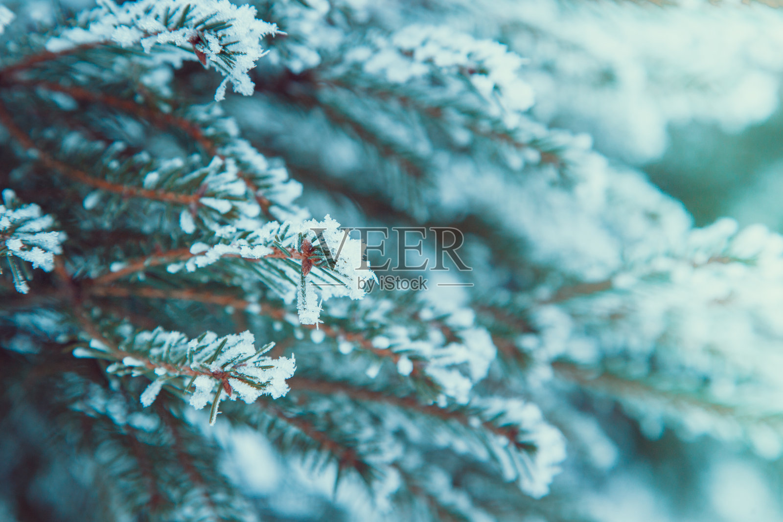 冬天的背景。冷杉枝上的雪。雪和圣诞树照片摄影图片