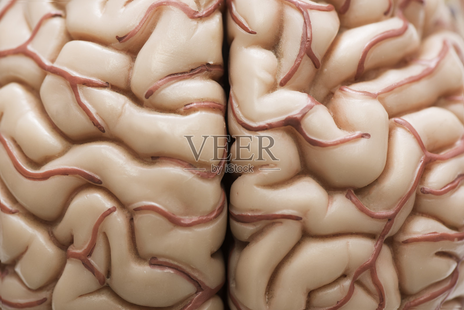 人类的大脑模型照片摄影图片