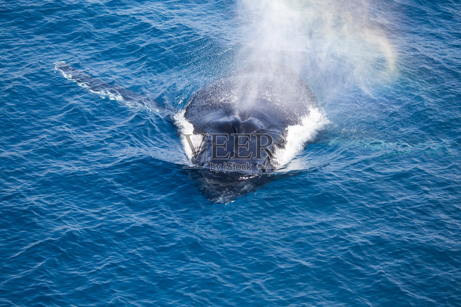 座头鲸，金伯利，西澳大利亚照片摄影图片