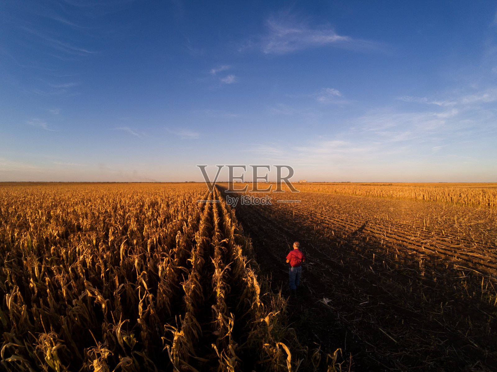 老农在玉米中行走的鸟瞰图照片摄影图片