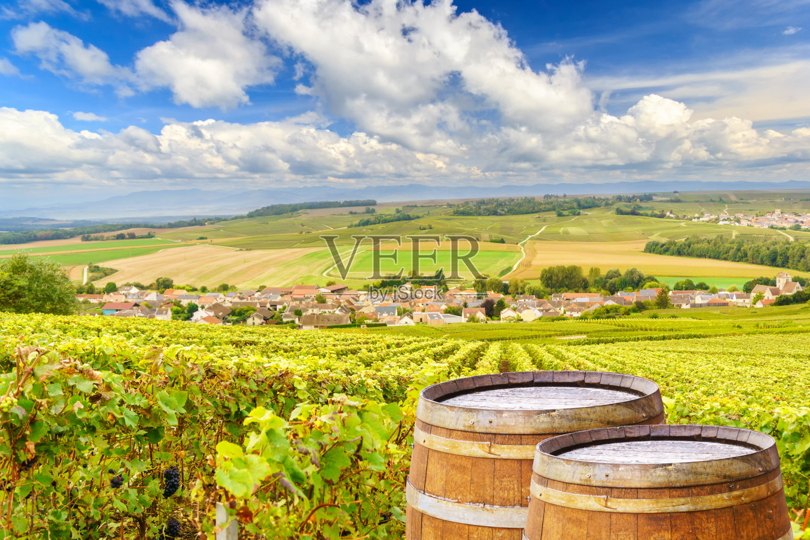 香槟葡萄园与老木桶排葡萄绿色葡萄在香槟葡萄园的背景在蒙太奇德兰斯，法国照片摄影图片