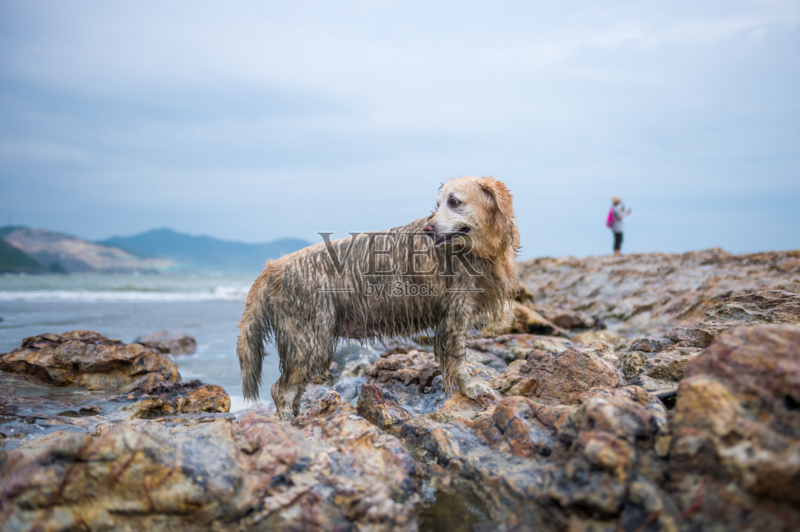 海滩上的金毛寻回犬照片摄影图片