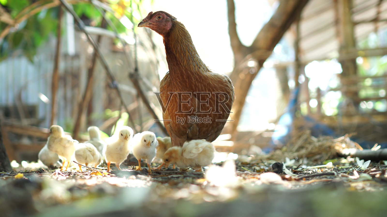 母鸡小鸡自然饲养照片摄影图片