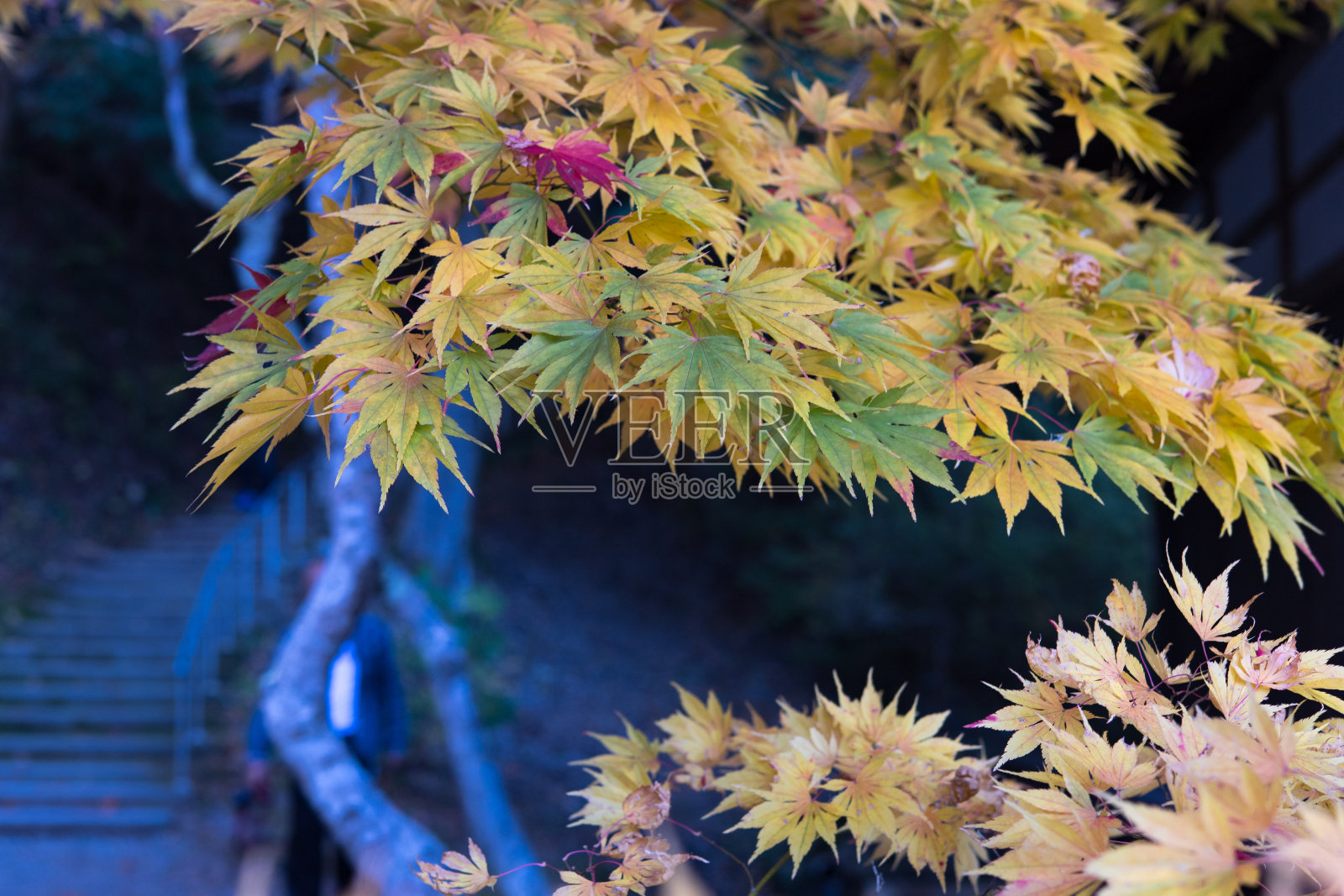秋天叶子的季节。照片摄影图片