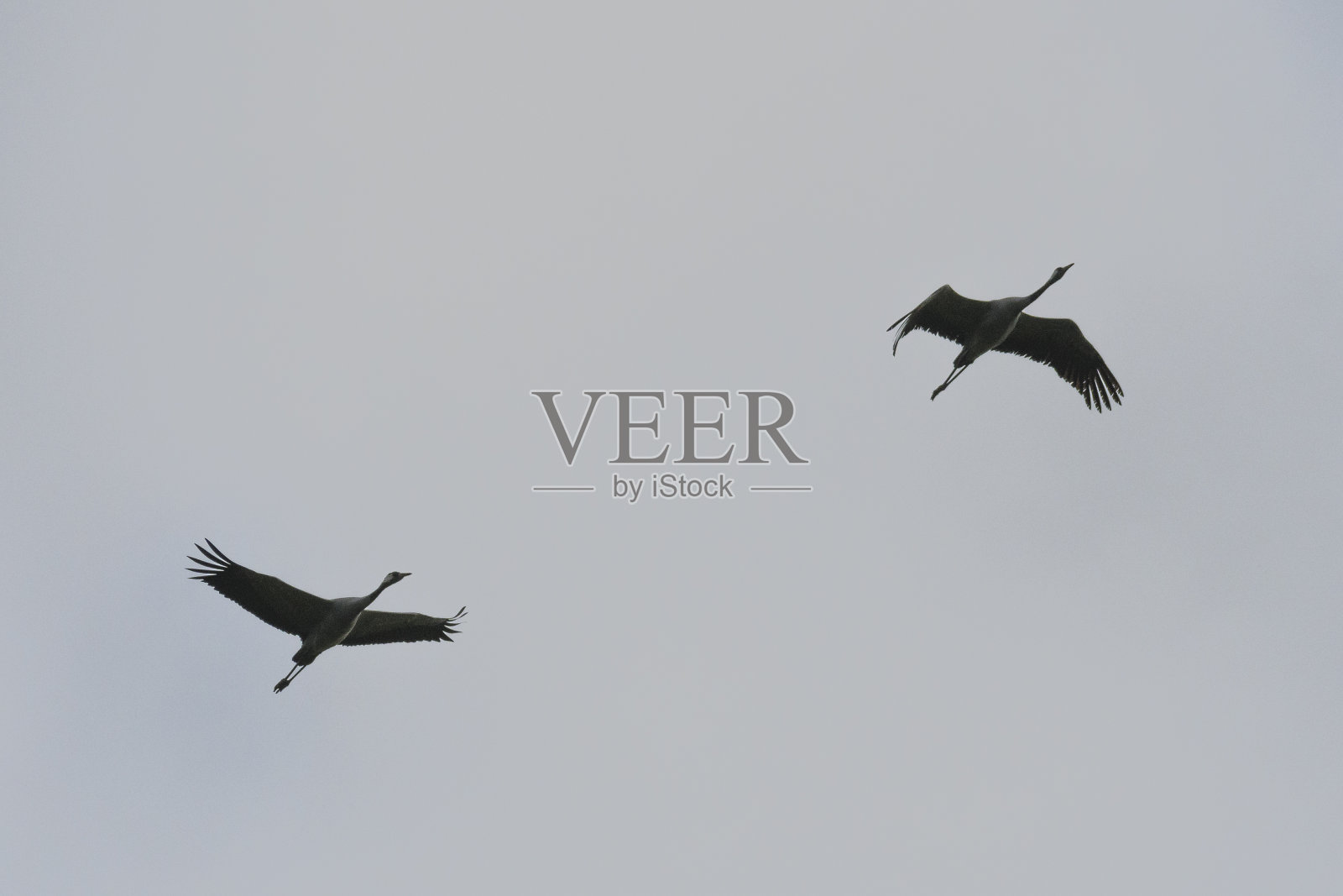 秋季迁徙期间在田野觅食的鹤鸟照片摄影图片