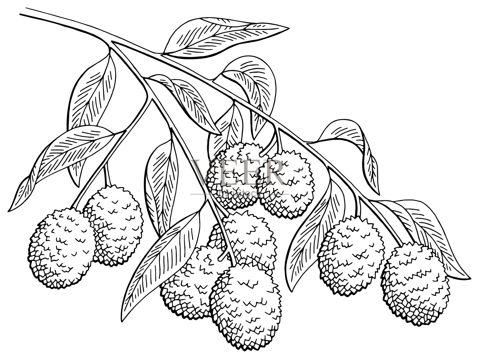 荔枝果图形分枝黑白孤立素描插图向量插画图片素材
