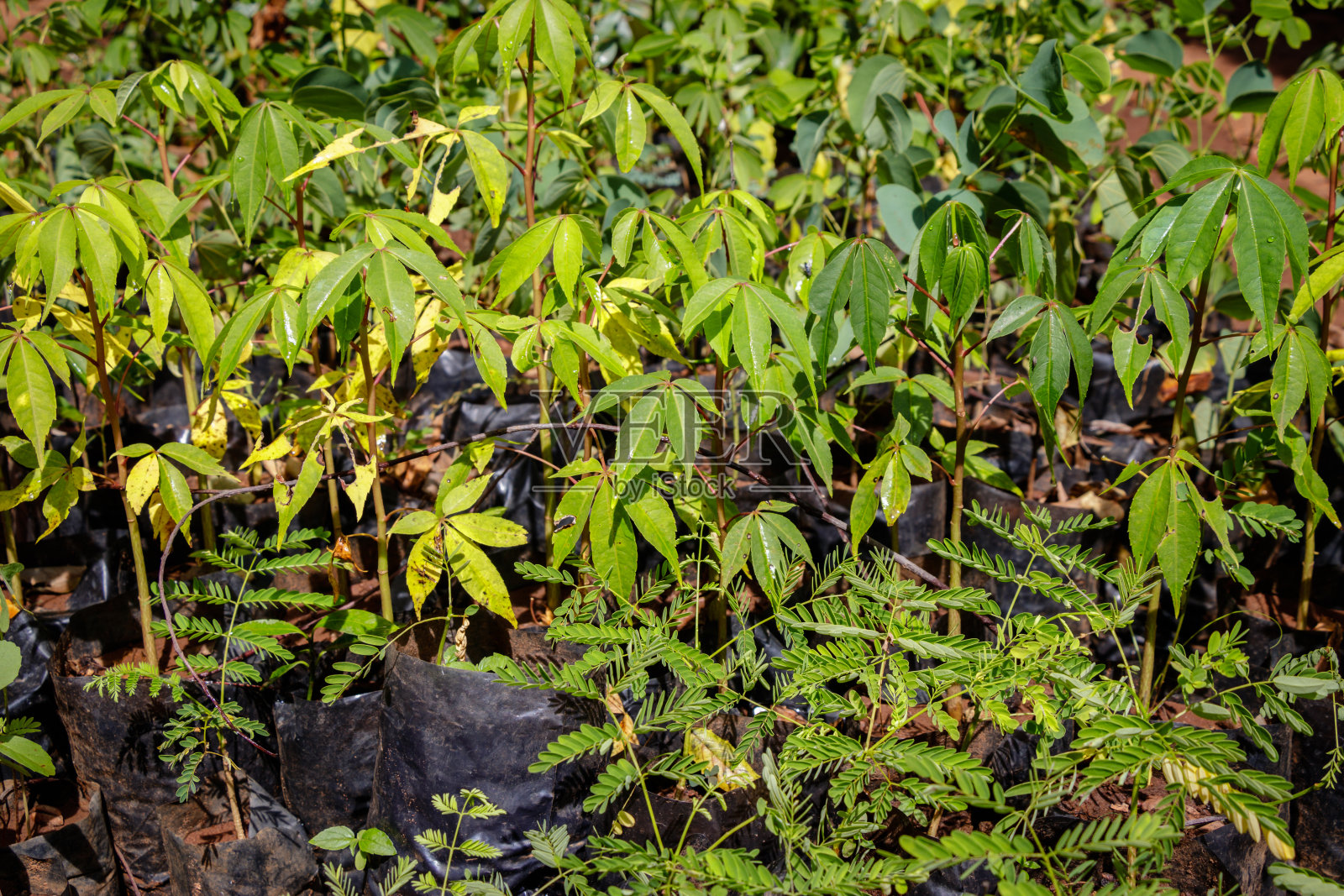 乌干达植树照片摄影图片