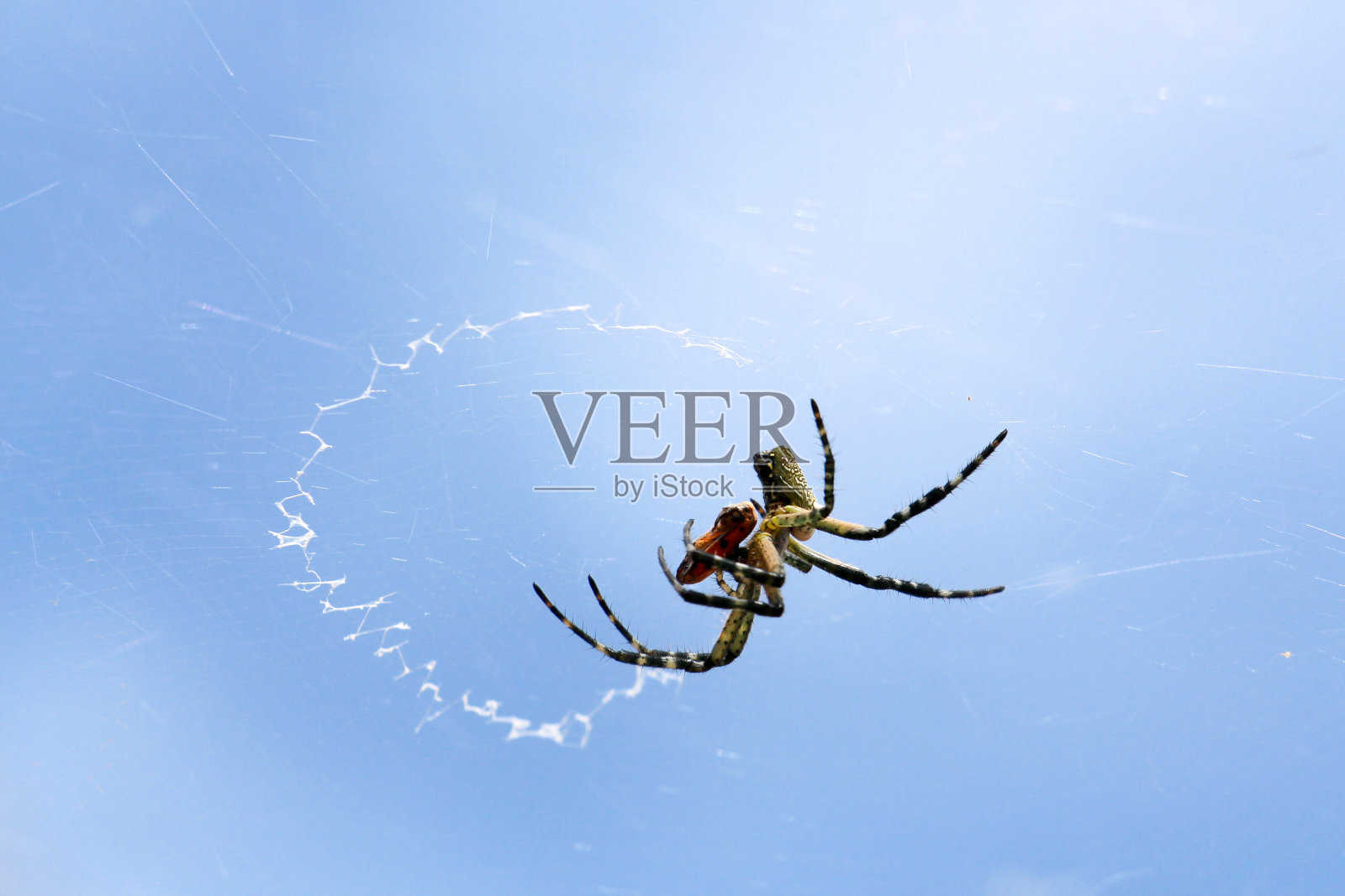 蜘蛛网。照片摄影图片