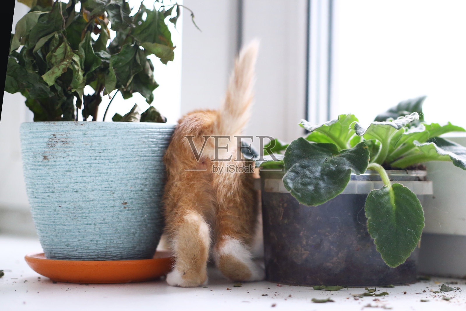 淘气的小红猫咪毁了盆栽的特写照片照片摄影图片