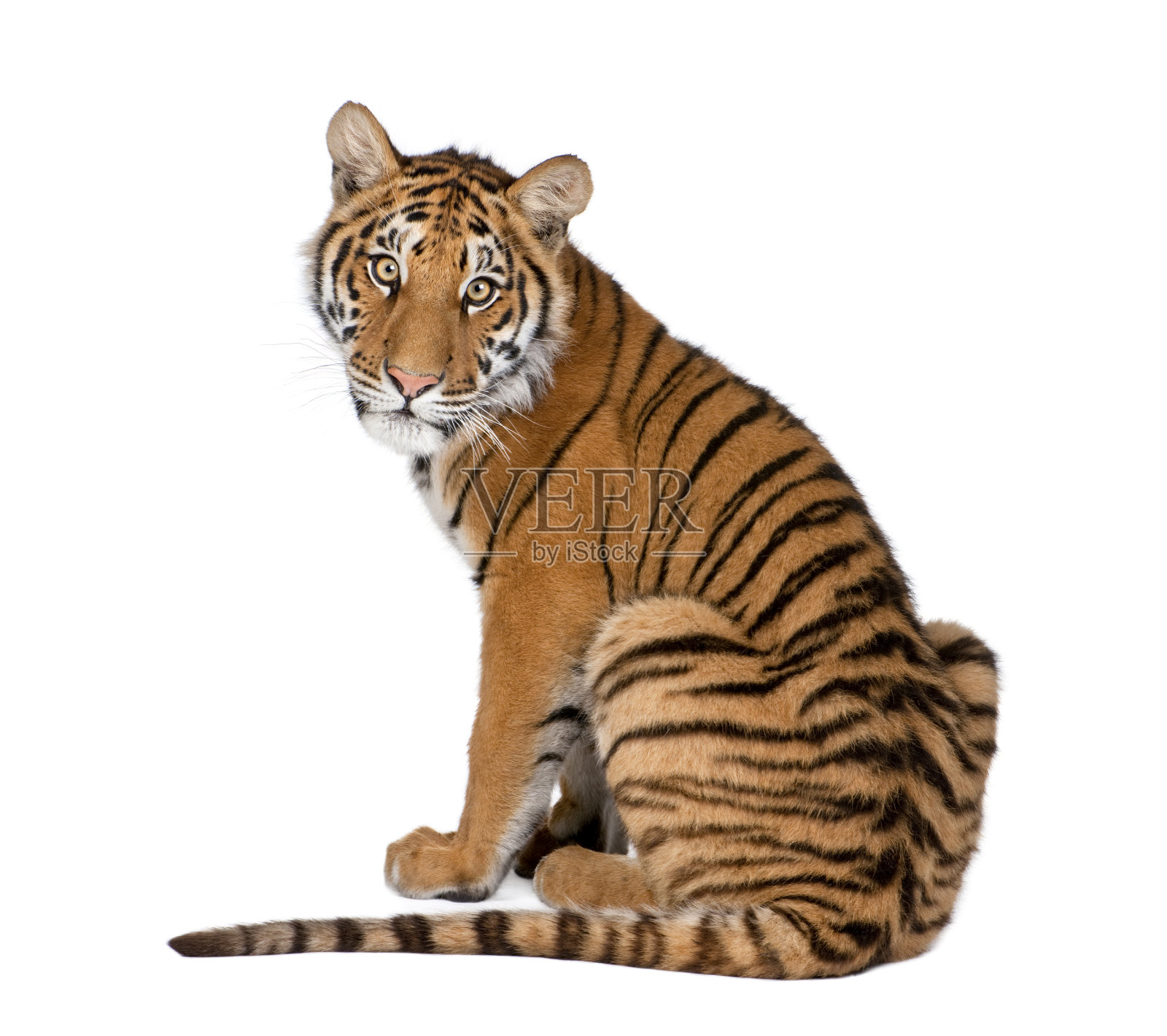 孟加拉虎的肖像，1岁，坐在前面的白色背景，工作室拍摄，Panthera tigris tigris“n照片摄影图片