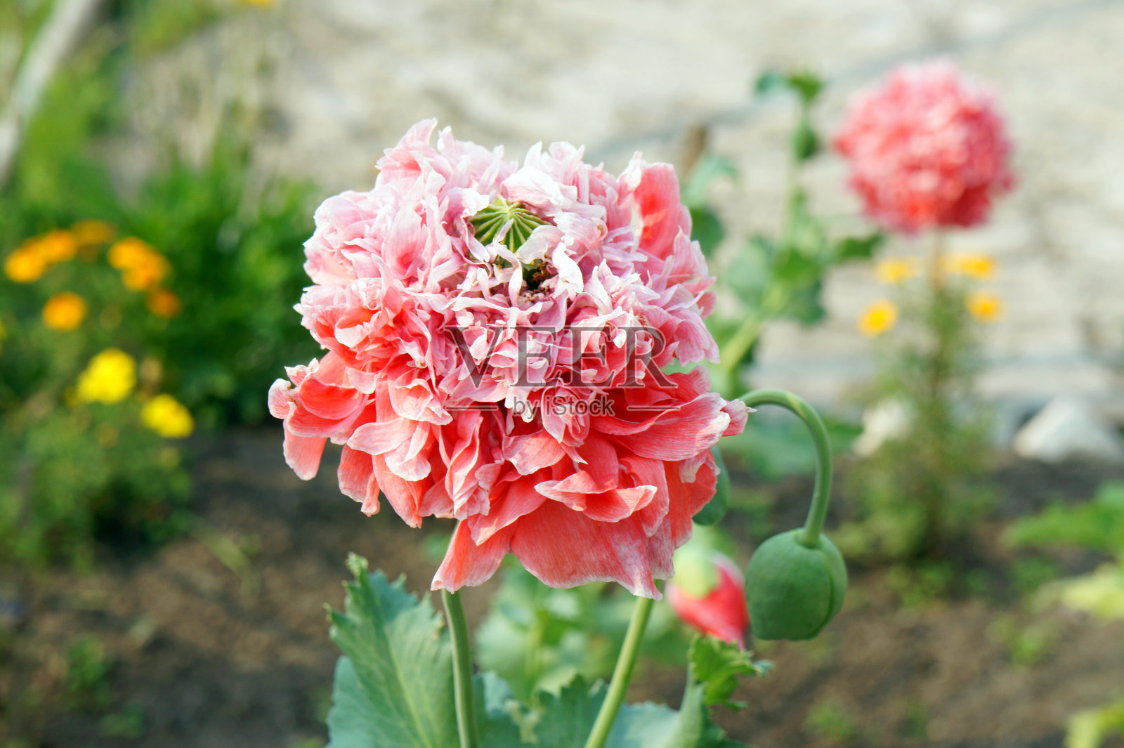 四季。粉红色的毛巾布罂粟花在花园里盛开。照片摄影图片