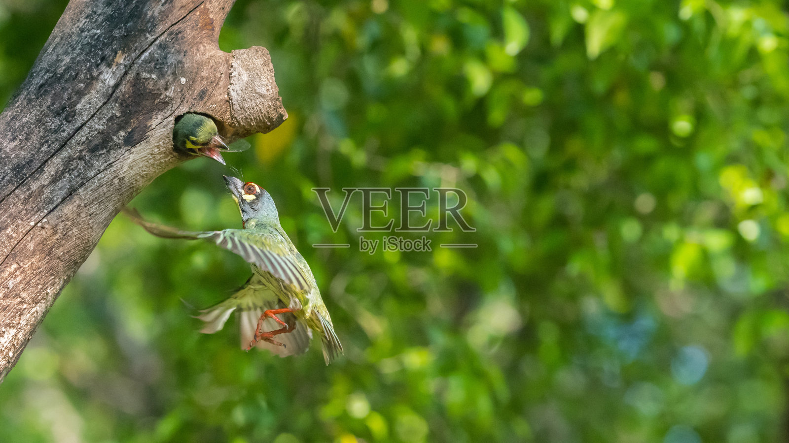 鸟(铜钩鸟，深胸钩鸟，铜钩鸟，血头巨鸟)黄、绿、红三色，在自然界的中空树干上飞翔，供幼鸟进食照片摄影图片