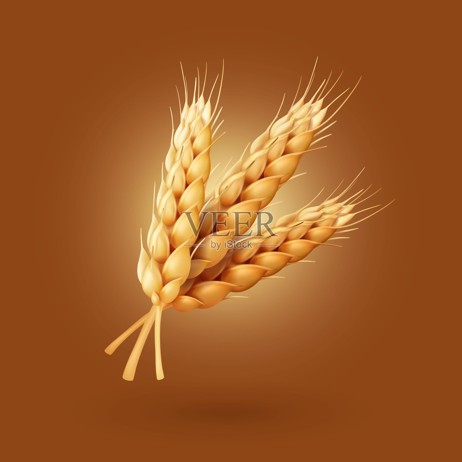 现实小麦的耳朵矢量插画图片素材