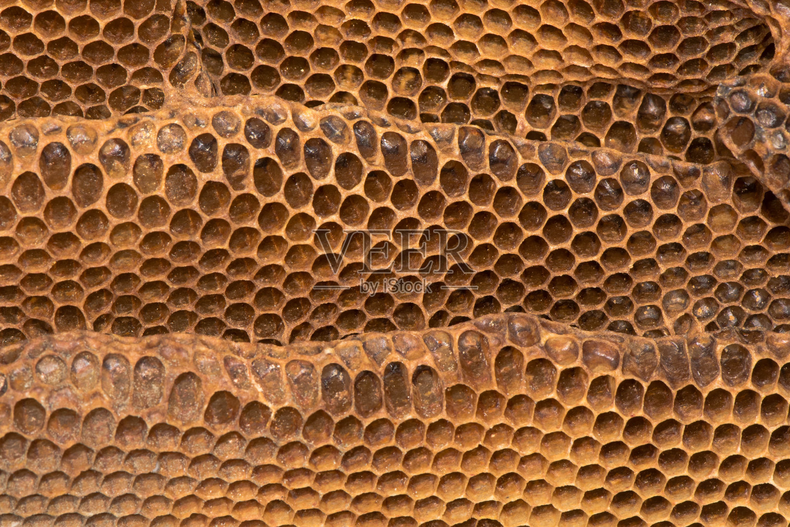 详细的蜂蜜巢与蜜蜂(Apis mellifera)巢照片摄影图片