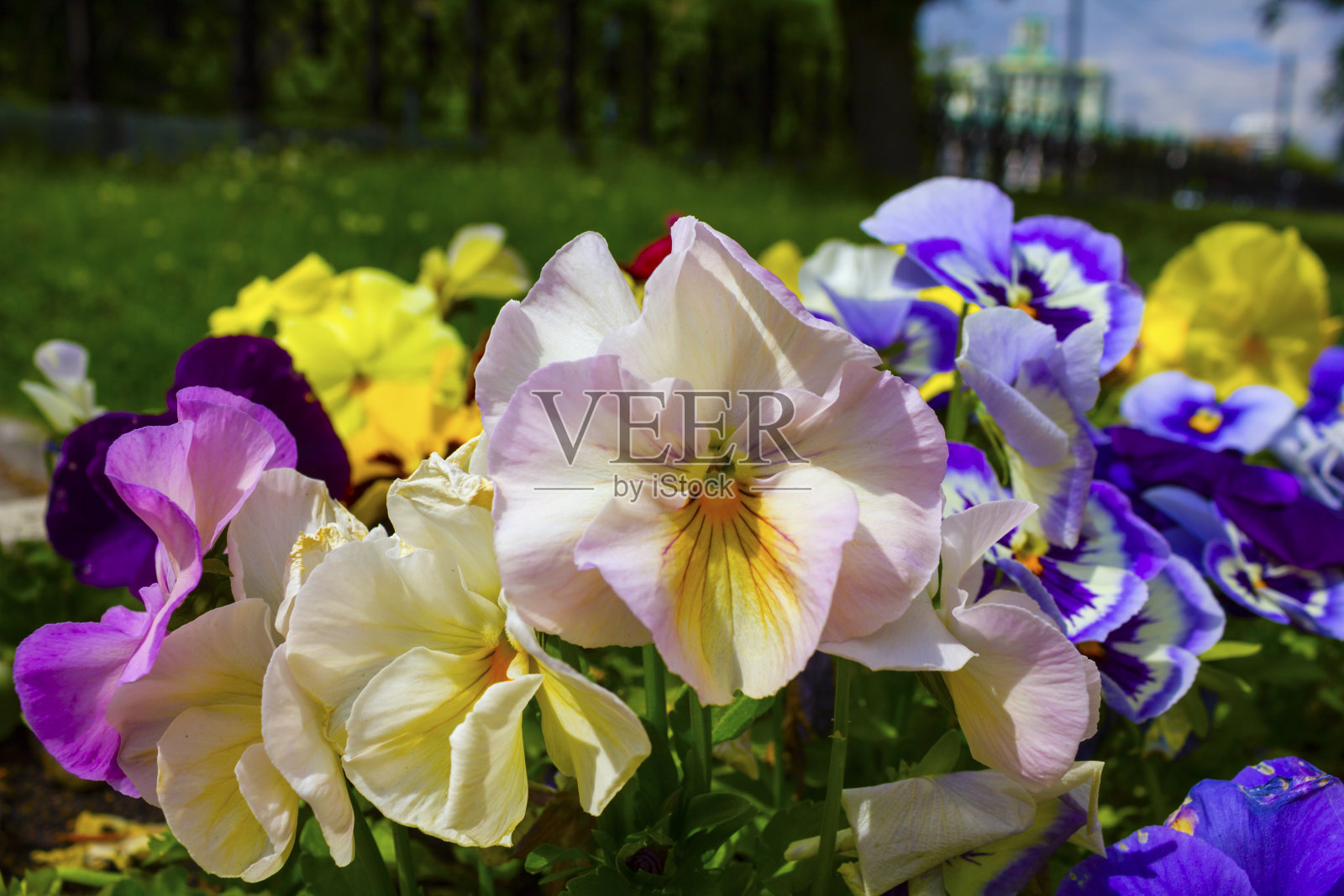 近距离拍摄美丽的浅粉色和紫色的三色堇花在绿色的花园里。照片摄影图片