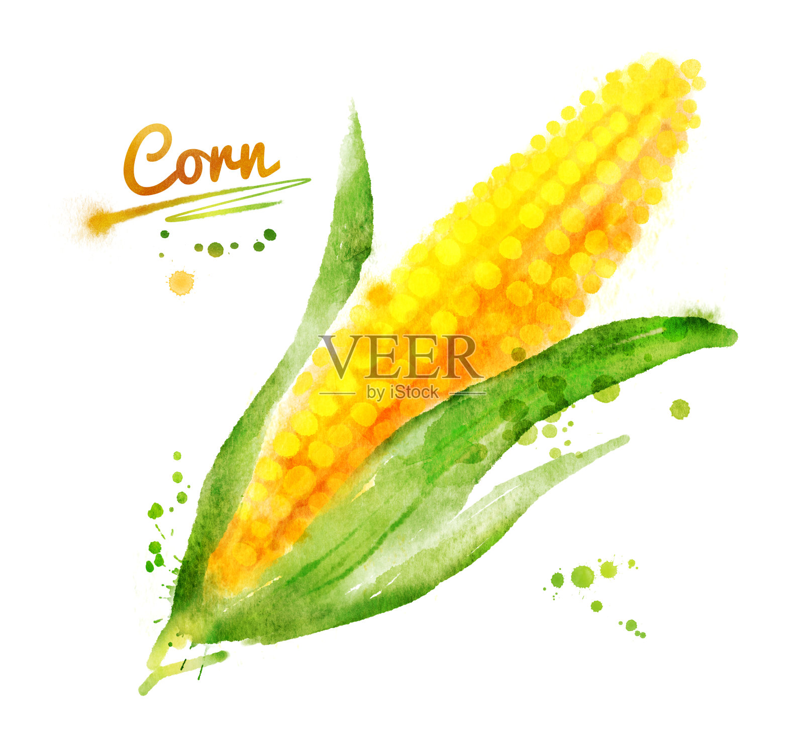 水彩玉米。插画图片素材