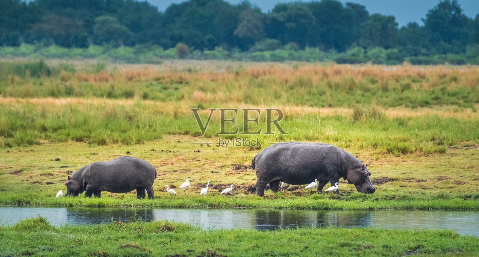 河马在丘比河岸边吃草，丘比国家公园，博茨瓦纳照片摄影图片