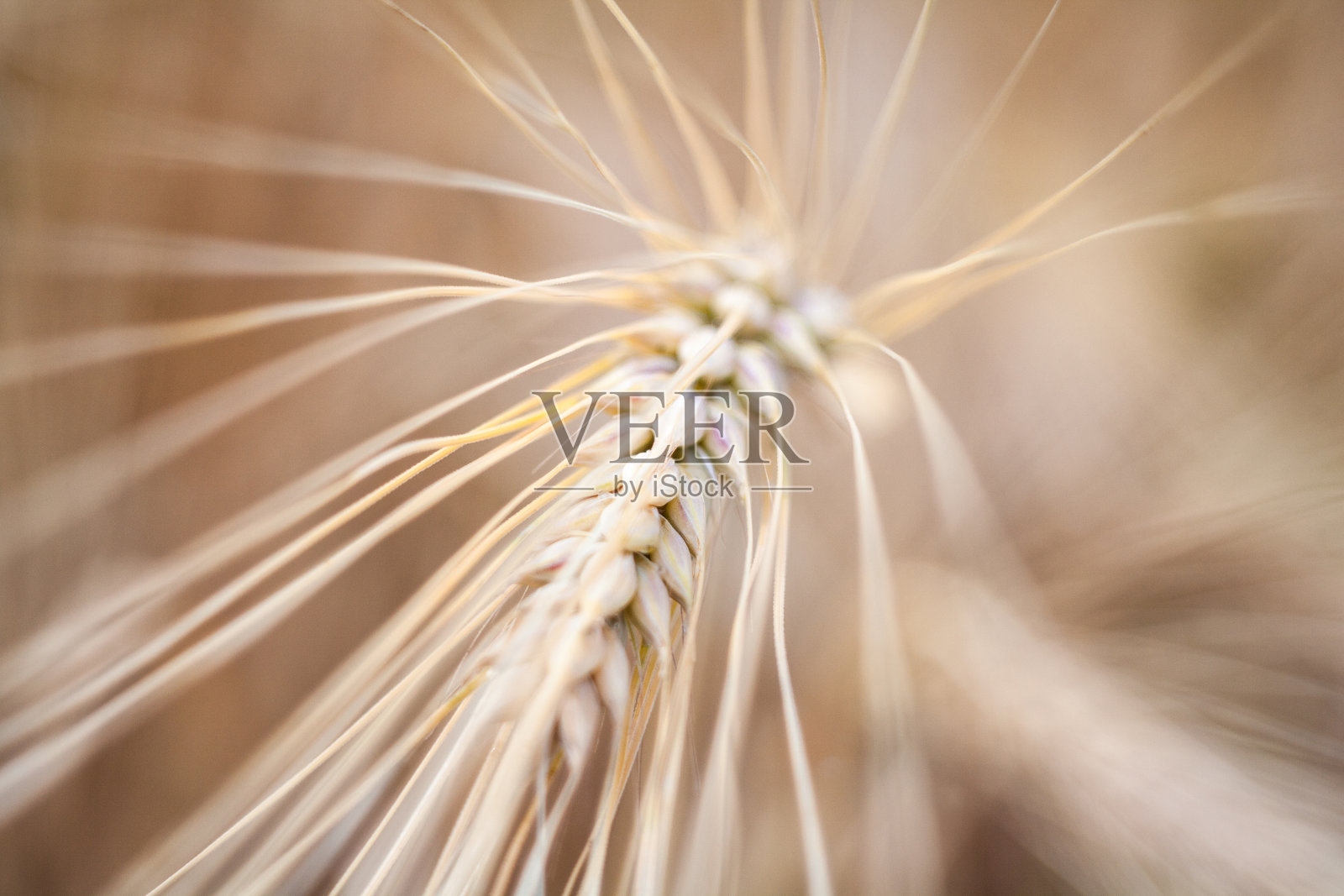 麦田里成熟的麦穗。照片摄影图片