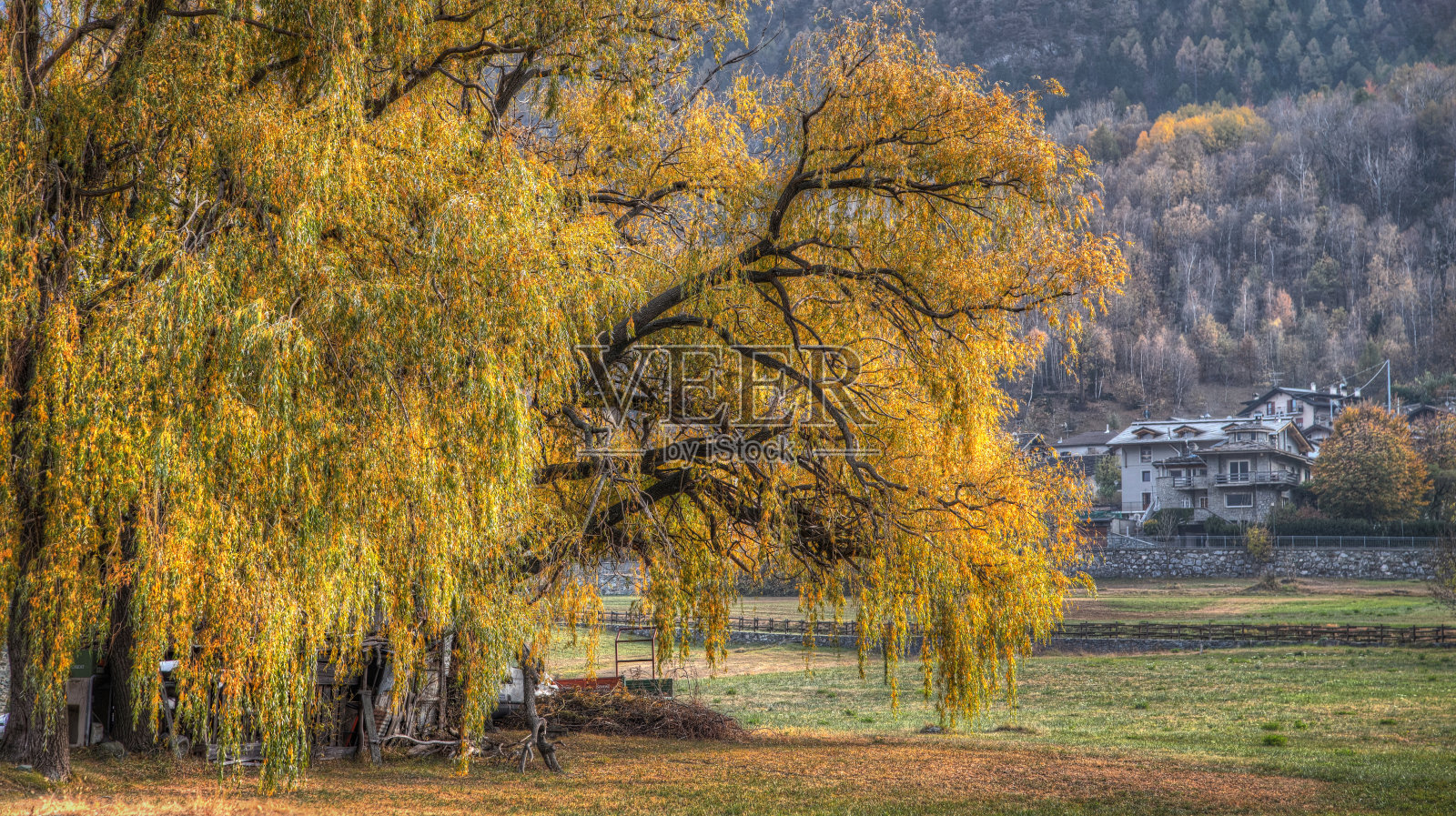 观，大树垂柳，秋2照片摄影图片