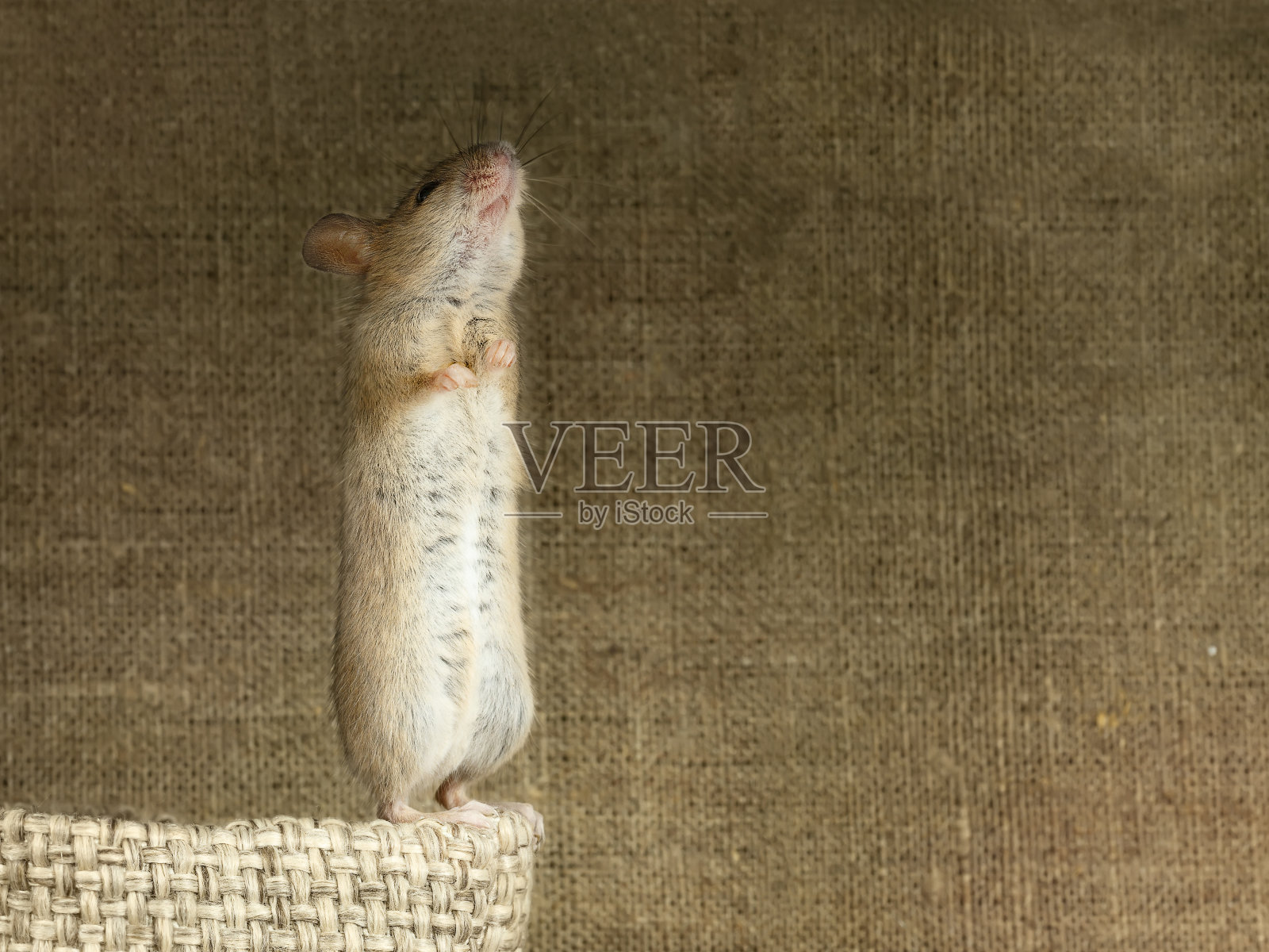 老鼠用它的后爪站在一个小的亚麻袋子上，在大的亚麻袋子的背景上照片摄影图片