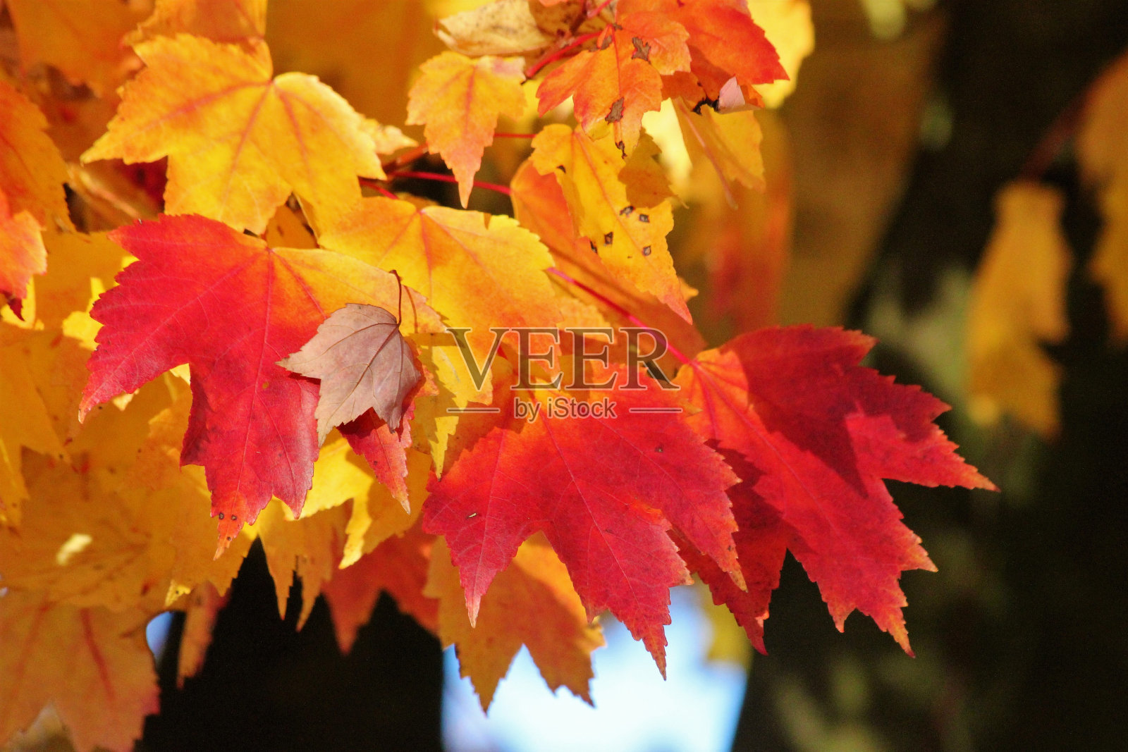 枫叶，橙色和红色，在秋天，在早晨照片摄影图片