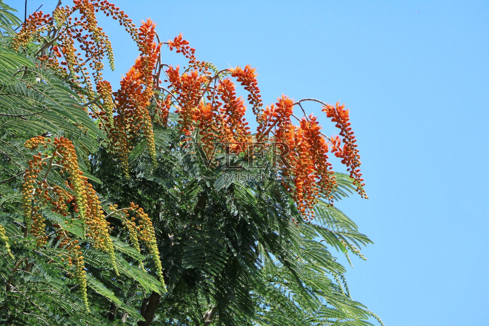 在澳大利亚昆士兰，火焰树或金凤花的花蕾在夏天照片摄影图片