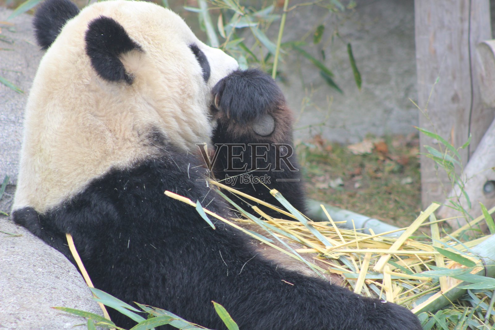 大熊猫吃竹子濒临灭绝的熊照片摄影图片