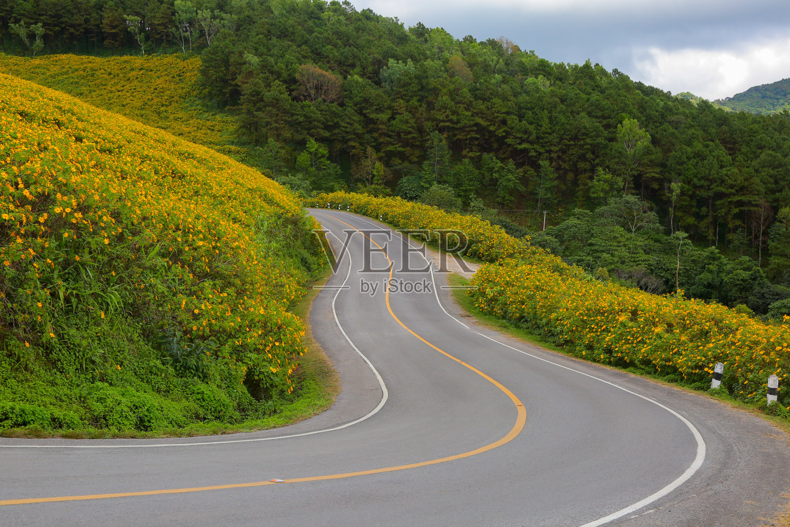 蜿蜒的山路穿过野花照片摄影图片