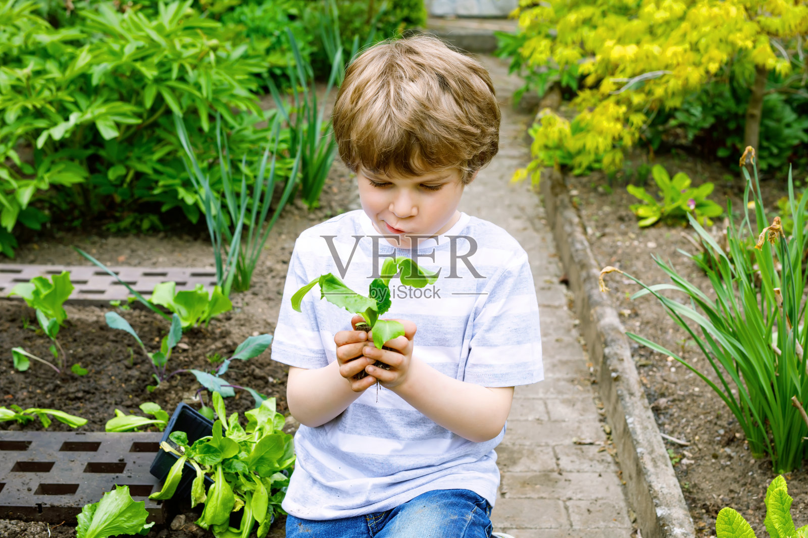Cute little preschool kid boy planting green salad seedlings in spring照片摄影图片