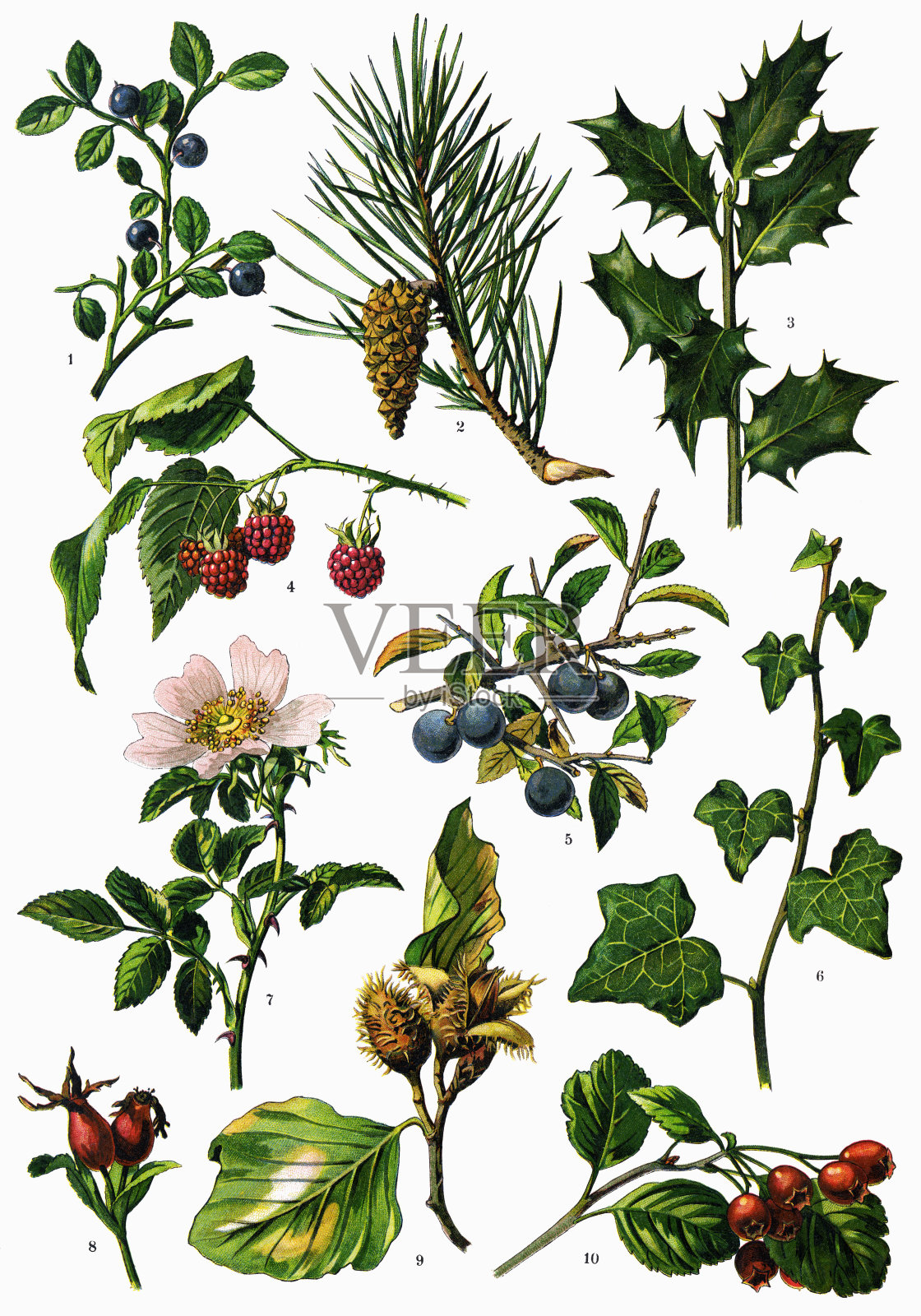 草药及药用植物插画图片素材