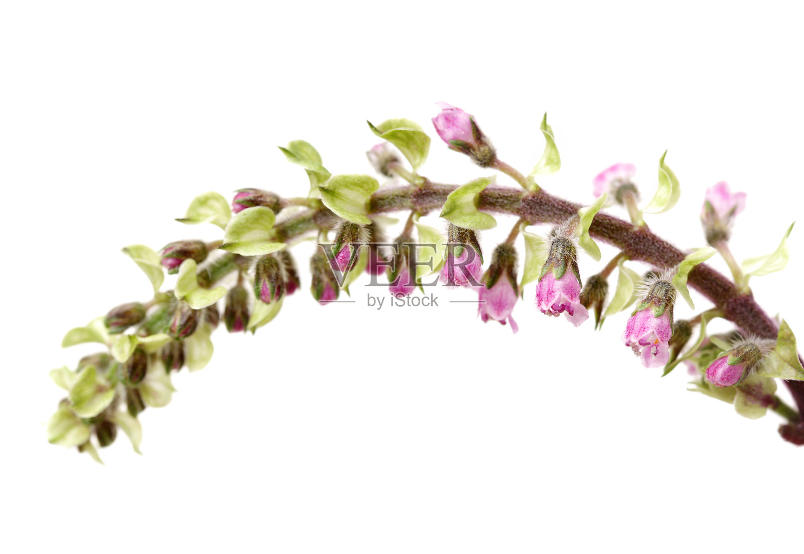 紫苏属草本植物种子，用于传统的中草药，在白色的背景上分离。苏紫。紫苏子frutescentis。照片摄影图片