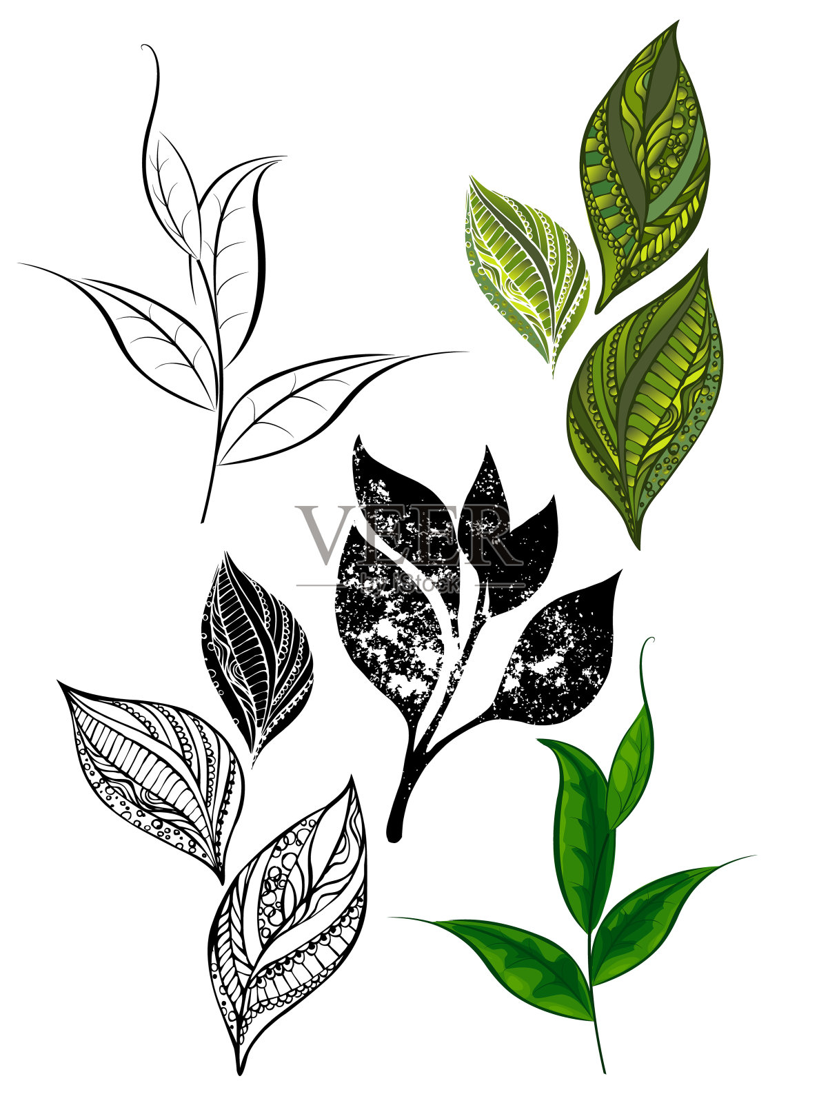 从茶的芽和叶插画图片素材